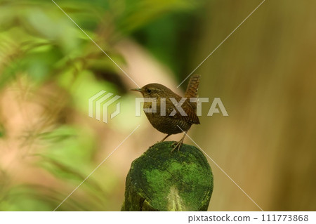 鷦鷯，生活在山溪沿岸的小型野生鳥類，深棕色和保護色 111773868