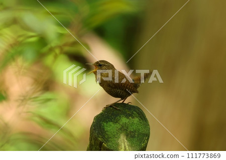 鷦鷯，生活在山溪沿岸的小型野生鳥類，深棕色和保護色 111773869