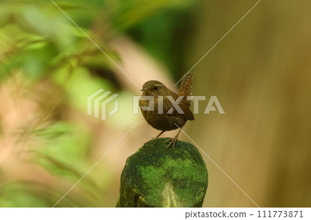 鷦鷯，生活在山溪沿岸的小型野生鳥類，深棕色和保護色 111773871
