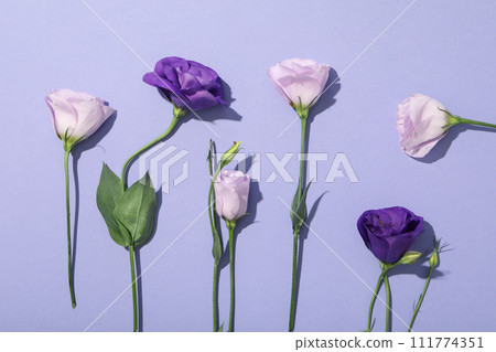 Beautiful, fresh flowers on a purple background. 111774351