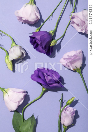 Beautiful, fresh flowers on a purple background. 111774353