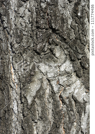 Common birch Common birch 111774486