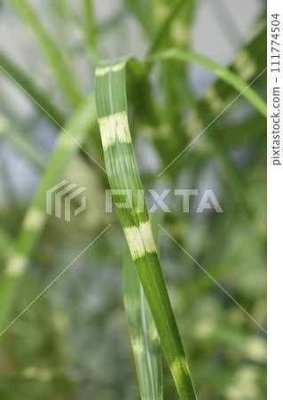 Chinese silver grass Strictus Chinese silver grass Strictus 111774504
