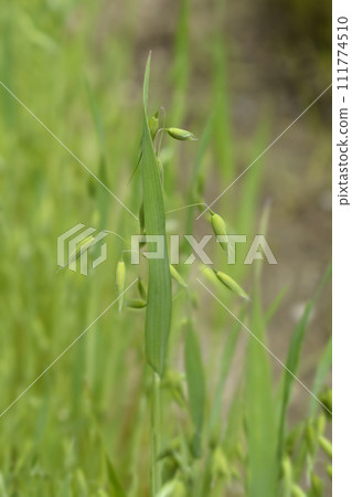 Common oat 111774510