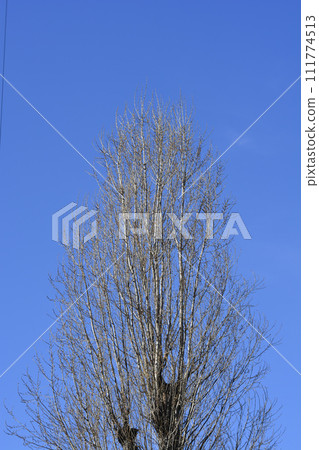 Lombardy poplar Lombardy poplar 111774513