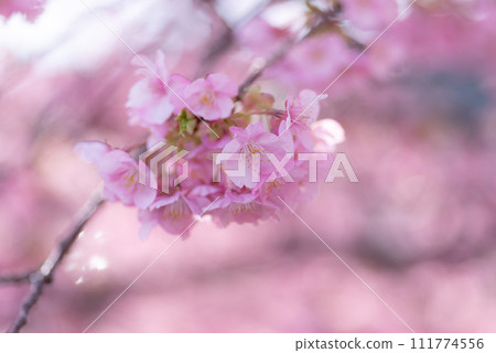 河津櫻花盛開 111774556