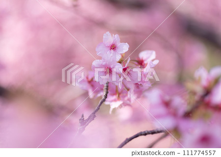 河津櫻花盛開 111774557