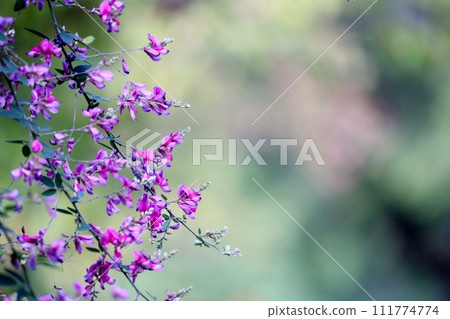 The clover flowers that bloom in early autumn are purple and make a statement. 111774774