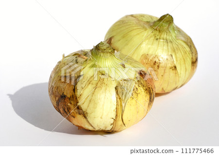 新洋蔥 新洋蔥 111775466