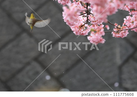 White-eye playing with cherry blossoms in full bloom 111775608