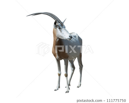 oryx dammah isolated on white background 111775750