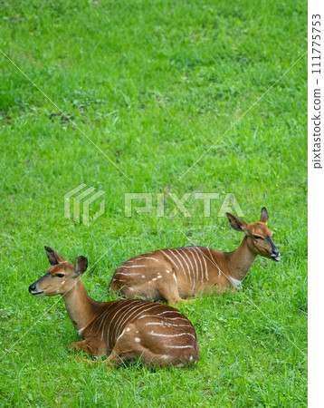 Tragelaphus angasii lying on green grass 111775753
