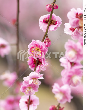 粉紅色的陰影梅花 111775785