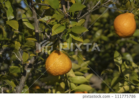 橘子 橘子 111775786