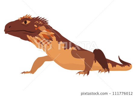 Lizard icon. Tropical colorful decorative amphibian. Fauna character in wildlife or zoo. Wildlife colorful creature isolated on white vector illustration Lizard icon. Tropical colorful decorative amphibian. Fauna character in wildlife or zoo. Wildlife colorful creature isolated on white vector illustration 111776012