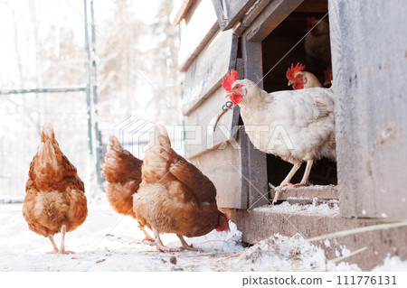 chicken walking on an eco-poultry farm in winter, free-range chicken farm chicken walking on an eco-poultry farm in winter, free-range chicken farm 111776131