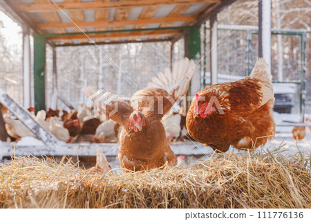 chicken eats feed and grain on eco poultry farm, free range poultry farm chicken eats feed and grain on eco poultry farm, free range poultry farm 111776136