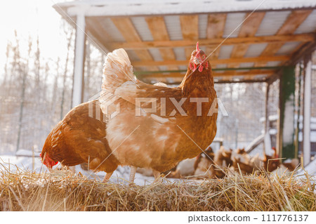 chicken eats feed and grain on eco poultry farm, free range poultry farm chicken eats feed and grain on eco poultry farm, free range poultry farm 111776137