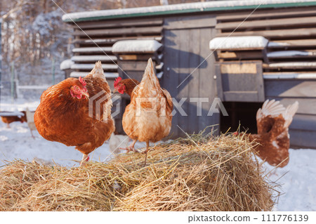 chicken eats feed and grain on eco poultry farm, free range poultry farm 111776139