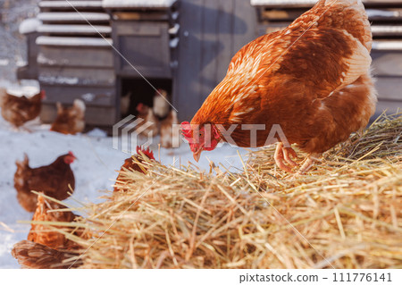chicken eats feed and grain on eco poultry farm, free range poultry farm 111776141