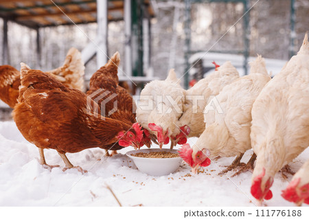 chicken eats feed and grain at an eco-poultry farm in winter, free-range chicken farm 111776188