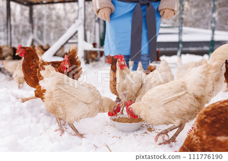 chicken eats feed and grain at an eco-poultry farm in winter, free-range chicken farm 111776190