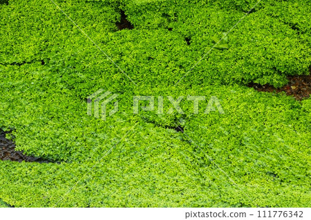 生長在小河裡的水生植物 111776342