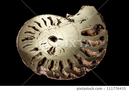 Macro mineral stone Ammonite shell on a black background 111776435