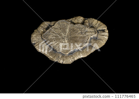 Macro mineral stone Pyrite on a black background Macro mineral stone Pyrite on a black background 111776465