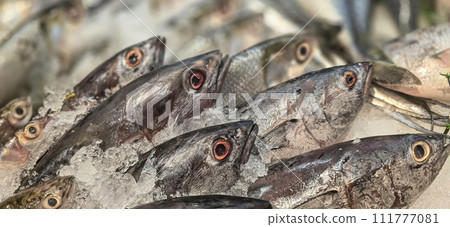 Fresh catch raw fish market showing fresh fish eyes 111777081