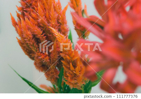 Red Keito Flower 111777376