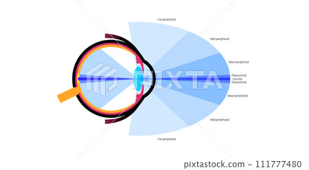 Peripheral vision poster 111777480