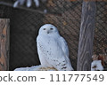 Snowy owl staring 111777549