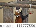 Red panda climbing a tree 111777550