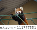 Lesser panda 111777551