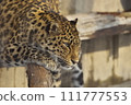 Leopard staring at us 111777553
