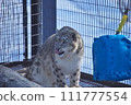 Snow leopard 111777554
