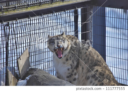 Snow leopard Snow leopard 111777555