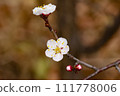 Plum blossom  111778006