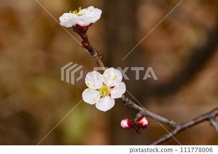Plum blossom  111778006
