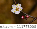 Plum blossom  111778008