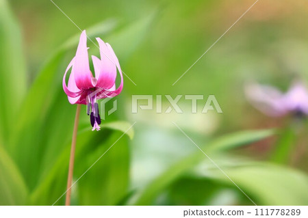 A close-up of a single spring fairy katakuri flower 111778289