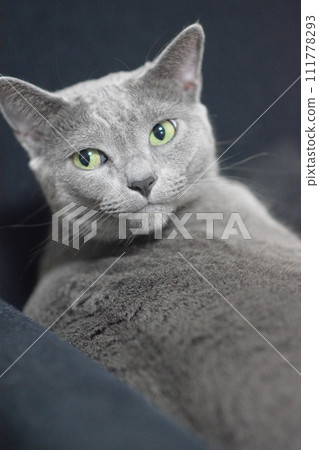 流動的俄羅斯藍 流動的俄羅斯藍 111778293