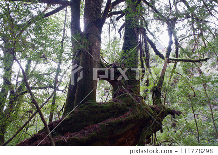 Yakushima Shiratani Cloud Water Gorge Three Lines cedars 111778298