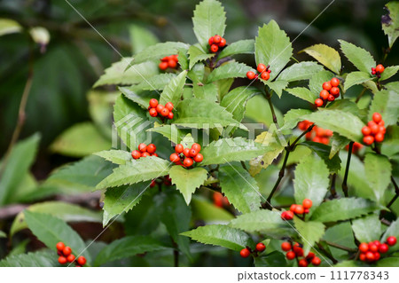 千里 千里 111778343