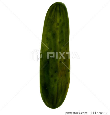 Hand drawn cucumber isolated on a white background. Green refreshing vegetable. Watercolor illustration of vegetables Hand drawn cucumber isolated on a white background. Green refreshing vegetable. Watercolor illustration of vegetables 111778392