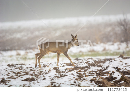 Roe deer walking through a snow-covered field Roe deer walking through a snow-covered field 111778415