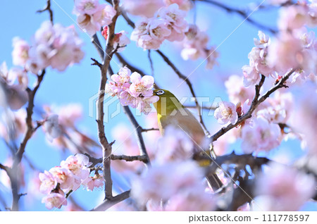 梅花白眼,春日清爽 梅花白眼,春日清爽 111778597