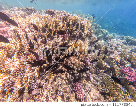 Red Sea sailfin tang or Desjardin's sailfin tang at coral reef.. Red Sea sailfin tang or Desjardin's sailfin tang at coral reef.. 111778843