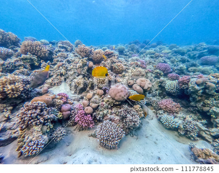 Bluecheek butterflyfish (Chaetodon semilarvatus) at the Red Sea coral reef.. 111778845